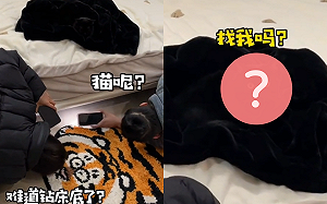 貓不見瘋找！黑貓坐旁超無奈：瞎？