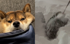 (影)厚雪中不能散步！柴犬擺頭硬闢道路