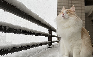 (影)貓咪雪中飄仙氣　網讚：冬日小妖精