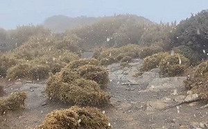 下雪了！合歡山北峰早上短暫飄雪遊客嗨翻