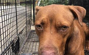 明年3/1起禁養比特犬！違者最高罰25萬元