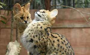 同伴做怪姿勢！藪貓看一眼秒複製