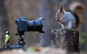 松鼠與鳥互相「拍照」！網：太可愛