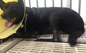 新北犬貓回春雙響炮方案  協助截肢犬找到溫暖的家