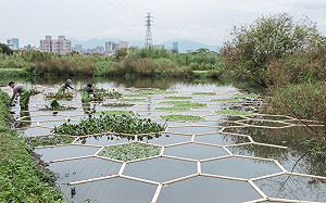 新北濕地藝術季1月8日盛裝登場！