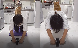 (影)奴才健身！7公斤貓教練趴背幫加強