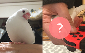 飼主打Game不理牠！文鳥艱難討摸