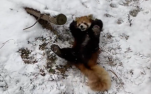 (影)小貓熊見雪嗨翻！倒地狂蹭愛到不行