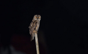 新北呼籲賞鳥3不原則  保育貢寮長耳鴞