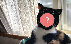 這貓臉蛋超逗趣！用5圈1橢圓能畫出