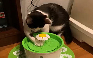 飼主買自動飲水機！貓咪卻這樣用