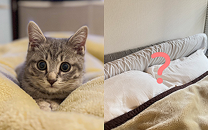 回家找不到貓！最後竟現身床鋪縫隙