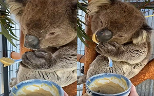 (影)無尾熊拿湯匙吃飯！網驚：是工讀生