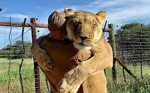 母獅愛撒嬌！一見男子就要討抱抱