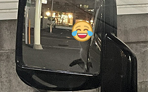 (影)司機誤載圓臉乘客！牠盯：到站沒？