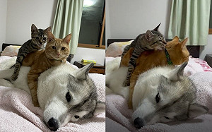 (影)狗狗蓋「2條貓被」！網：能加1嗎？