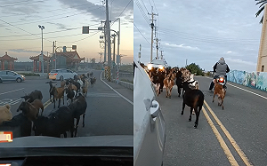 羊群馬路上遊街！雲林車主傻愣停車