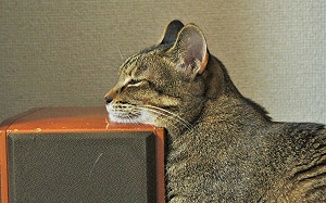 (影)貓咪在這饋下巴打盹！奴：高度剛好