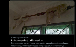 毛小孩自救能力！馬來西亞大豪雨  貓咪徹夜抓桿保命