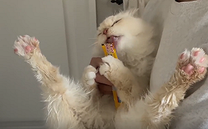 洗完澡要吹乾！貓為肉泥「拚了」