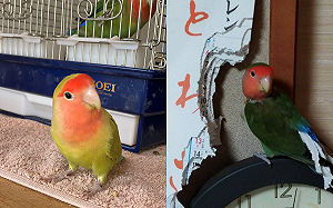 鳥寶新年就搗蛋！網笑：2022已結束