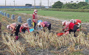 給蒜農小確幸！蘇治芬籲農委會「別找藉口」：農曆年前調高蒜頭關稅
