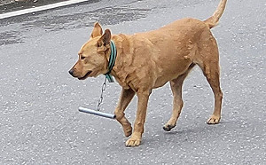 狗狗戴奇怪鐵管！用途驚呆網：聰明