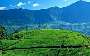 疫情加中國債務陷阱 南亞「這一國家」2022年料將徹底破產