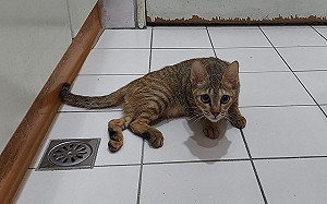 流浪幼貓骨折地面拖行 新北動保處醫療復原獲新生