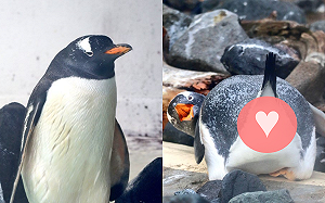 (影)企鵝抬屁屁重點部位曝光！牠氣噗噗