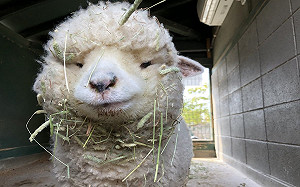 小羊吃飯狂帶便當！園方：很少正常