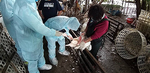 防堵新型禽流感  新北動保處持續強化防範措施