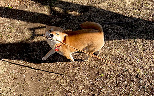 柴微笑秀戰利品！遭飼主網友大歪樓