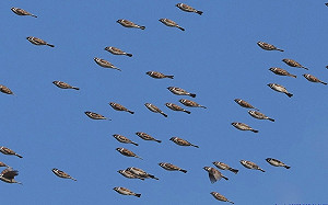 麻雀集體成魚？攝影師拍到驚人同步