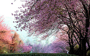 上山春遊賞櫻花！武陵農場4大交管措施搶先看