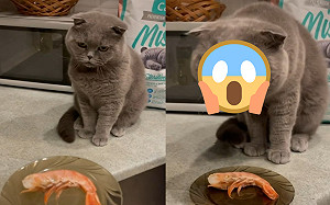 媽煮蝦子加菜！貓咪竟做「這反應」