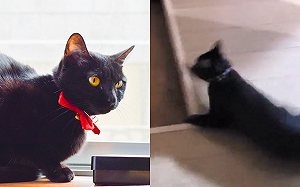 (影)貓貓樓梯間狂飆！完美甩尾神帥氣