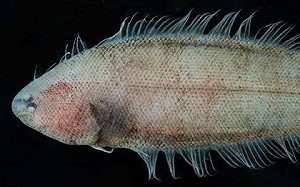 發掘多樣性未知生物！5新種淺海無線鰨首度亮相