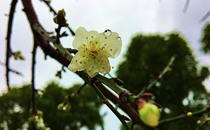 冬天踏青去！南港公園梅花盛開超吸睛