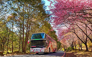 情人節去武陵賞夢幻櫻花海！國光客運2/14加開5班專車