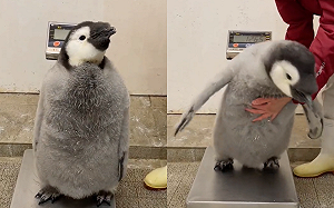 好動企鵝怎量體重？人員玩眼明手快