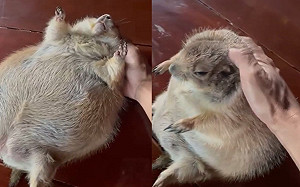 土撥鼠撒嬌卻變運動！網笑：很無奈