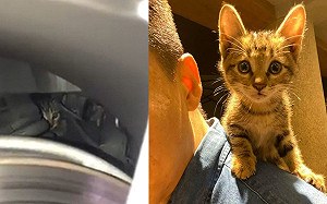 (影)小貓躲引擎蓋藏底盤