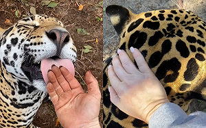 第一視角擼豹頭！呆萌反應讓網嗨翻