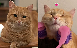 貓咪熱愛按摩神器！網笑：瘦臉嗎？