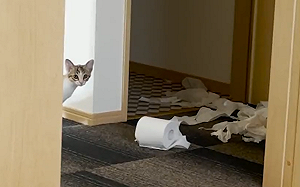 (影)貓被抓包玩衛生紙！呆9秒後超勇敢