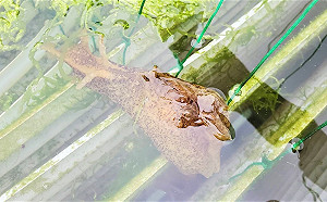 冬季限定！ 來新北貢寮海洋資源復育園區看九孔寶寶