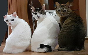 3貓同步回頭堅守暖爐！奴嘆：好冷