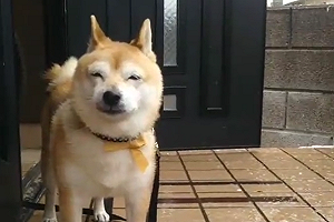 (影)柴犬見大雪飄飄！機智反應惹爆笑