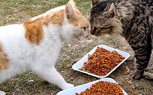 (影)貓護食發出警消式嗆聲！網笑很正確